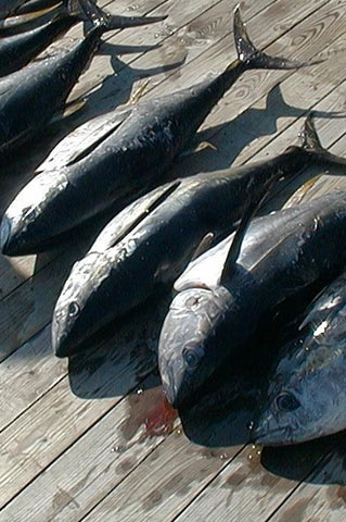 Tuna Charters