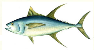 Martha's Vineyard Tuna